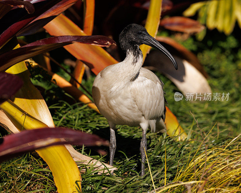 Threskiornis moluccus，澳大利亚白鹮